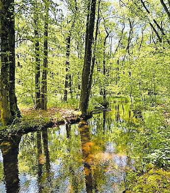 Wasserlandschaft im Wald: der Potzbach kurz vor dem Seehof-Weiher. Foto: kai