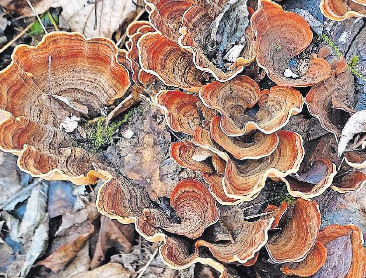 Die farbigen Fruchtkörper der Schichtpilze sind am Wegrand zu entdecken.