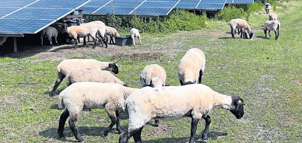 Schafe grasen an den Photovoltaikanlagen. FOTO: PFALZWERKE/GRATIS