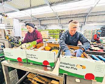 Bunte Mischung: Verpacken der Kürbisse für den Handel.