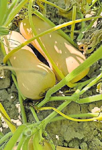 Aromatisch und für Füllungen geeignet: Butternut-Kürbis.