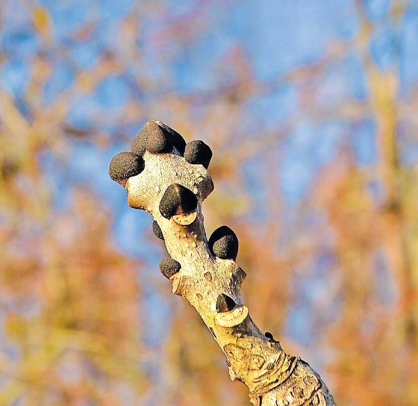 Winterknospen warten auf den Frühling. FOTO: SIGRID LADWIG