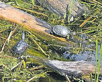 Heimische Schildkrötenart: Emys. Foto: Sea Life Speyer/oho