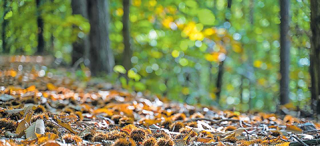 Im Pfälzerwald: begehrte Stachelfrüchte. | Foto: Südliche Weinstraße e.V., Thorsten Günthert/oho