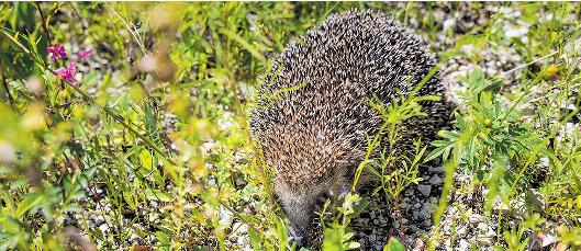 In St. Lorenz hat Gabi Reisinger eine Wildblumenwiese geschaffen - ein Paradies für Insekten und Igel.