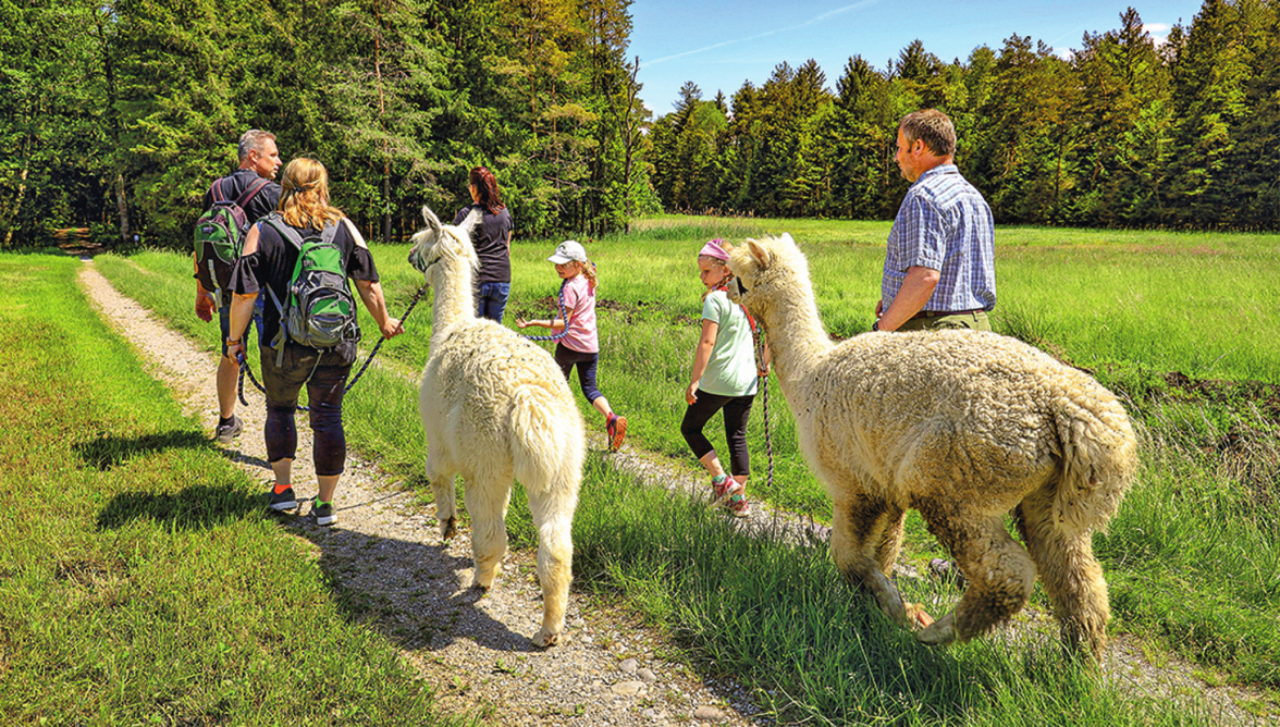Die Alpakas bestimmen bei der Wanderung das Tempo.