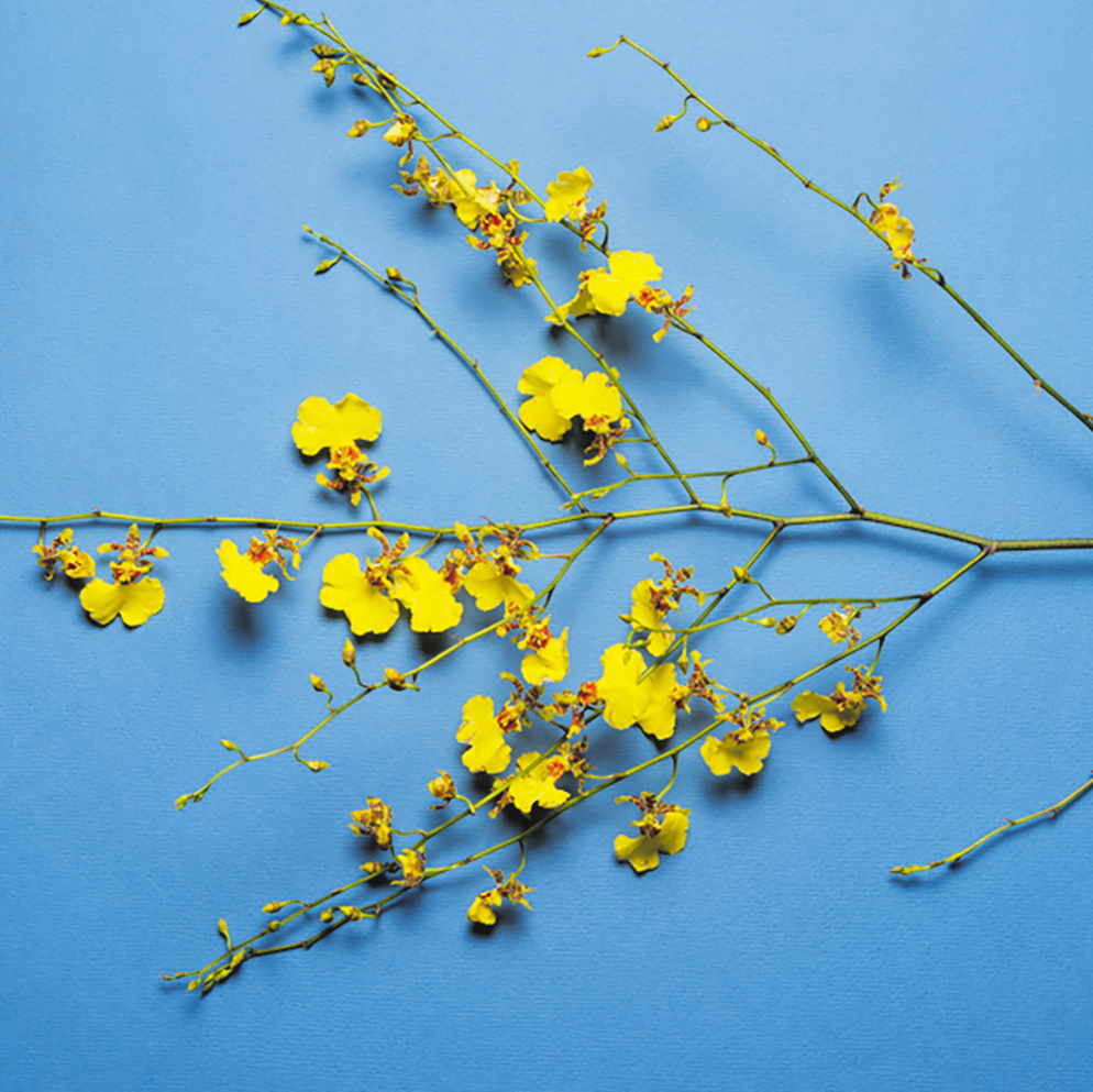 Oncidium. BILD: SN/STOCK. ADOBE.COM/NATALI