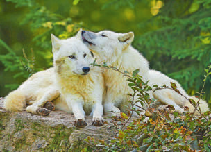 Weiße Wölfe sind eine Atrraktion im Tierpark Sainte Croix in Frankreich (nahe Sarrebourg). Foto: Pascal Paris