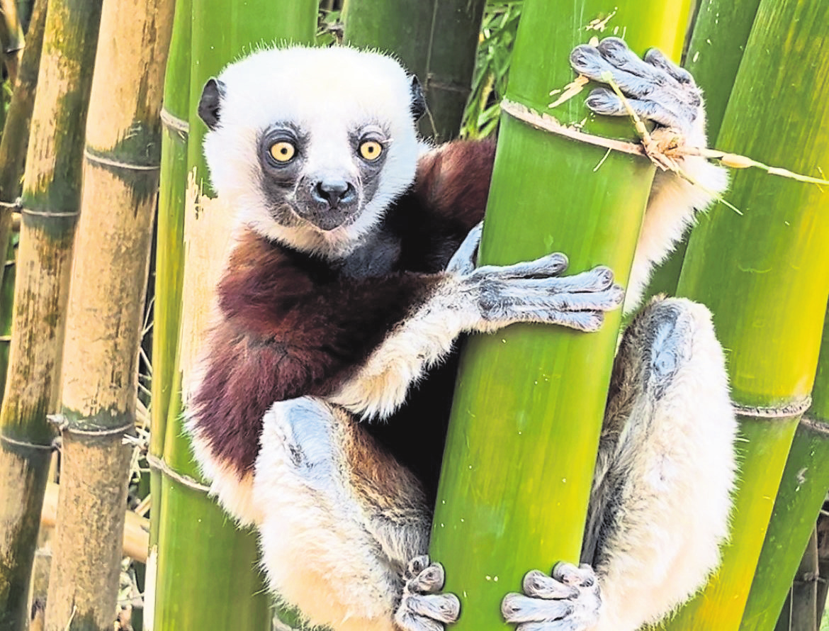 Les lémuriens sont une espèce endémique du pays. Très protégés, pour certains en voie d'extinction, il vous sera tout de même loisible d'en voir de plusieurs types différents, mammifères diurnes ou nocturnes...