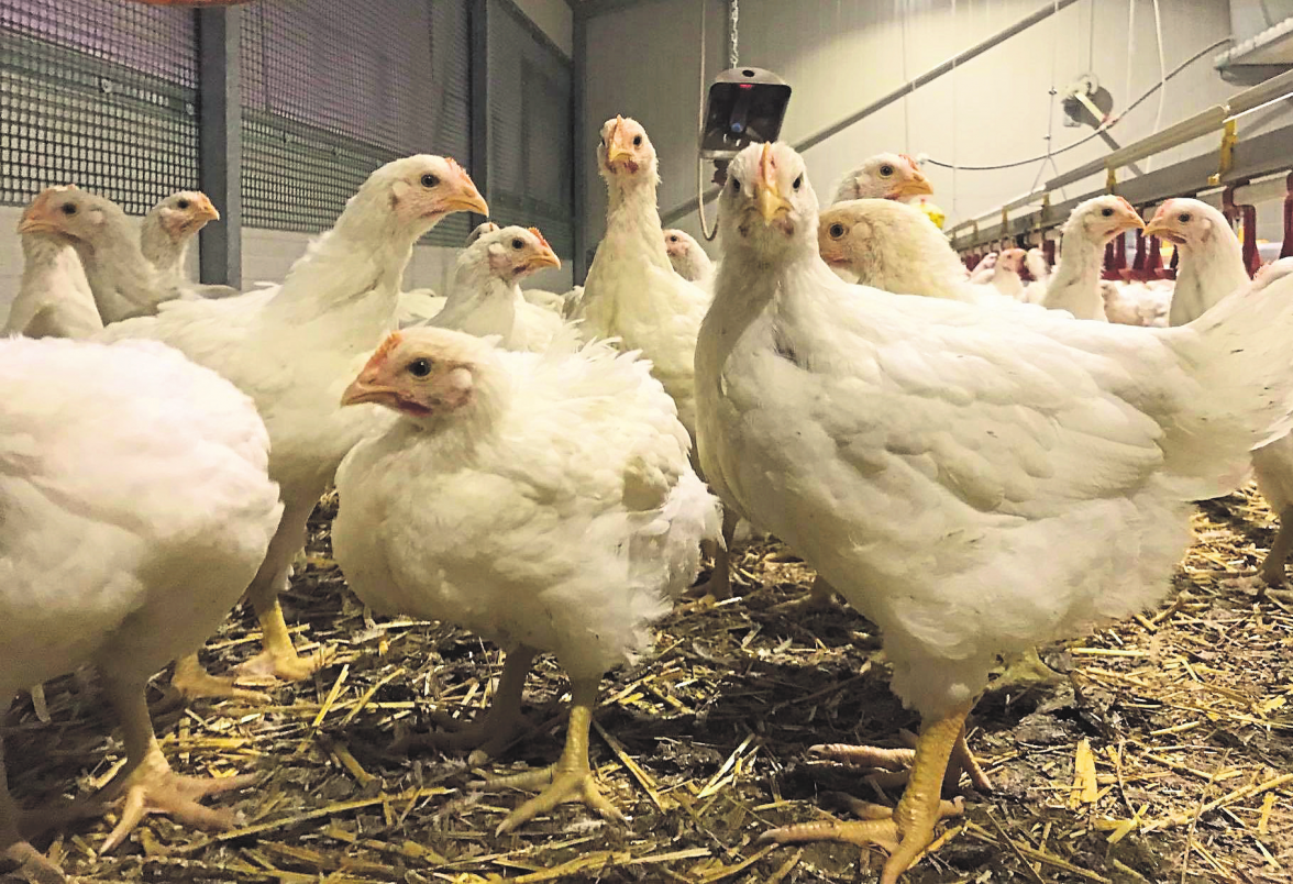 Le «Cactus Poulet vum Lëtzebuerger Bauer» met également l'accent sur le bien-être animal pendant l'élevage.