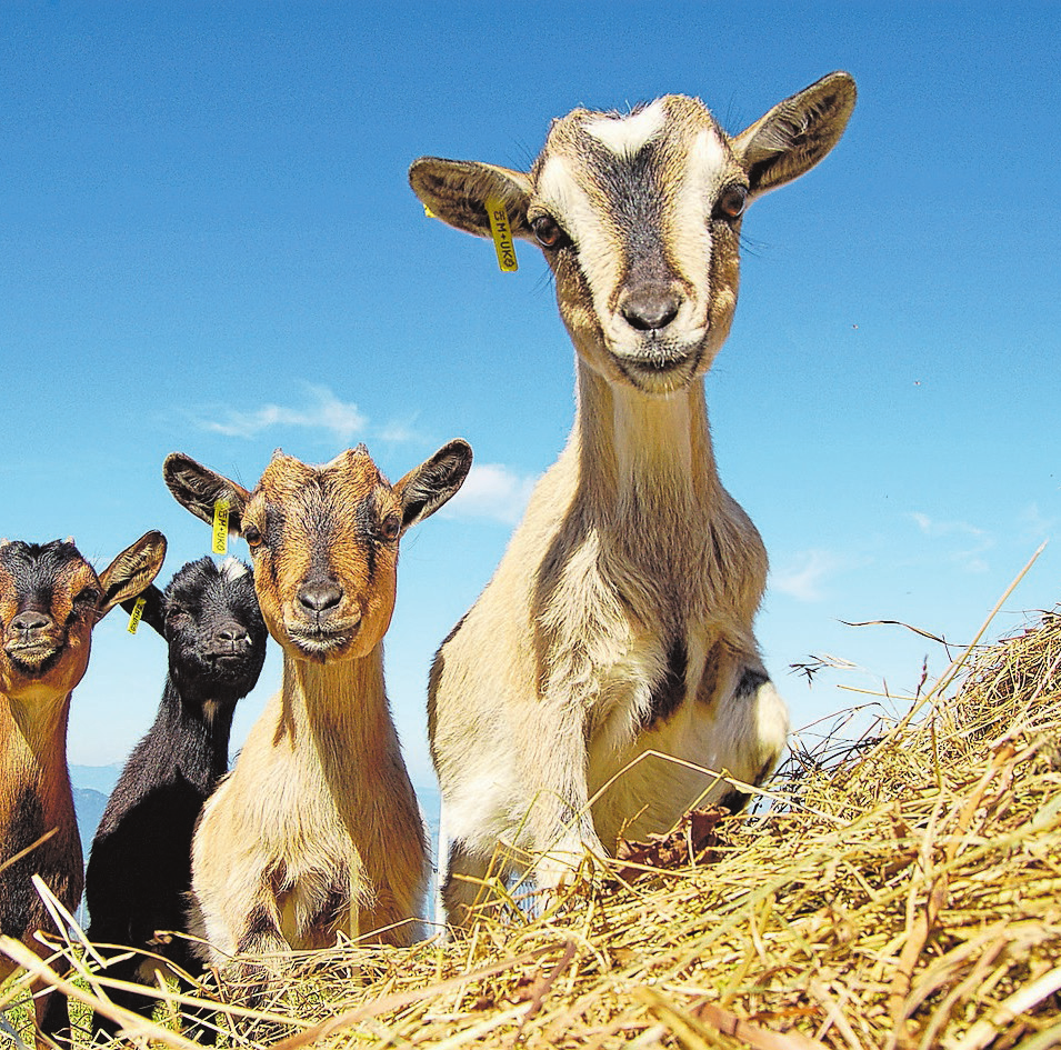 Auf dem Fronalpstock-Gipfel warten diese munteren "Gesellen" auf kleine und grosse Besucher. Bild: zvg