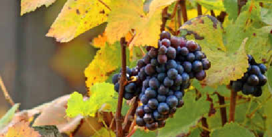 Erlenbach ist eine der größten Weinbaugemeinden in Baden-Württemberg. Das macht die Landschaft gerade im Herbst reizvoll. Foto: Archiv