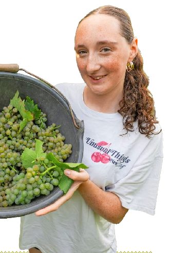 Besonderes Phänomen: Im Jahrgang 2025 waren fast alle Traubensorten gleichzeitig reif – und das schon Anfang September.