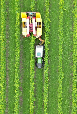 Ohne Vollernter hätten viele Winzer die Lese kaum gemeistert: wegen Zeitdruck und Helfermangel. Fotos: dpa