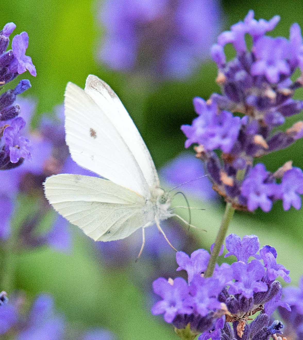 Zu den Futterpflanzen, deren Nahrung Falter wie dieser Weißling mit ihrem Rüsselgut erreichen können, gehört auch Lavendel.