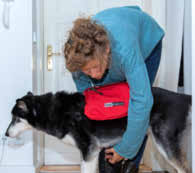 Hunde sollte man ans Tragen der Tasche gewöhnen. Foto: Schuh/dpa