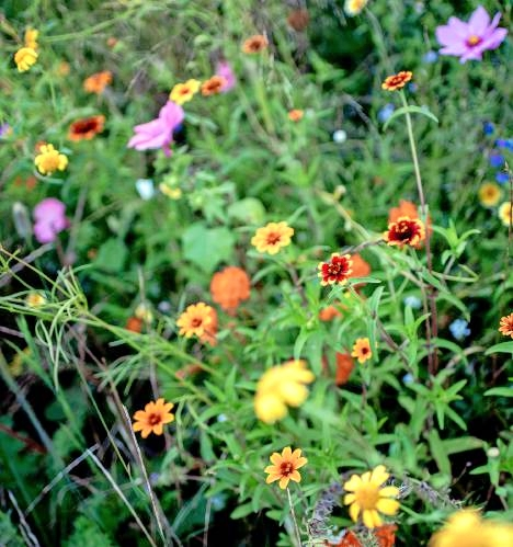 Vom Rasen zur Wiese: Wildblumen locken Insekten an. Foto: privat