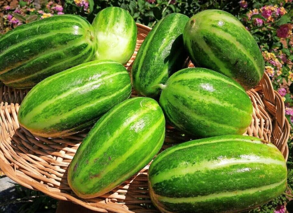 Gurkenmelonen: Die Früchte der Neuzüchtung sehen aus wie Gurken, schmecken aber wie Melonen. Foto: privat