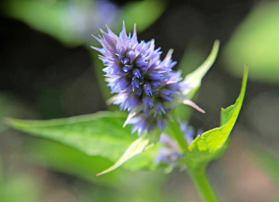 Filigran kommen die Blüten der Duftnessel daher, die von Juli bis Oktober im Staudenbeet ihre Schönheit entfaltet.