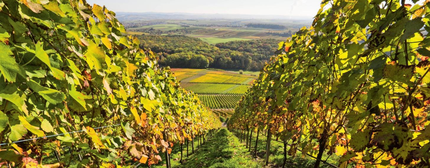 Von den Brackenheimer Weinbergen stammen einige der edlen Tropfen, die es bei der Botenheimer Gewerbeschau am Sonntag zu verkosten gibt. Foto: IMAGO/Zoonar.com/Monika Scheurer