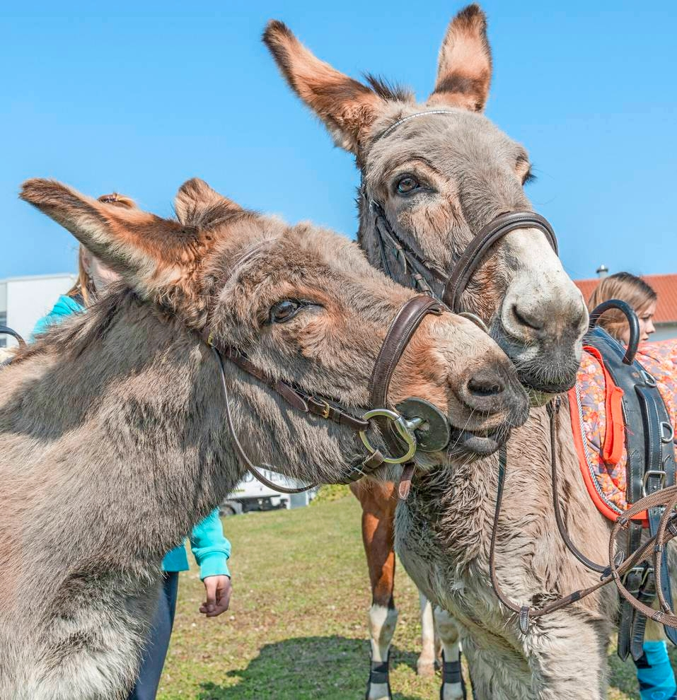 Tierische Unterstützung darf am Aktionstag nicht fehlen - für Jung und Alt gibt es außerdem viele weitere Programmpunkte.