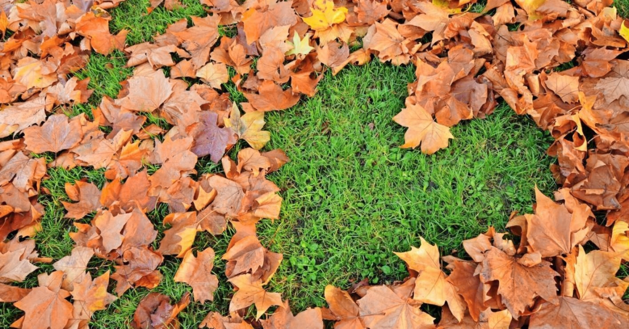 Pflanzen-Kölle bietet auch alles für die optimale Rasenpflege im Herbst - damit er im Frühjahr wieder bestens gedeiht.