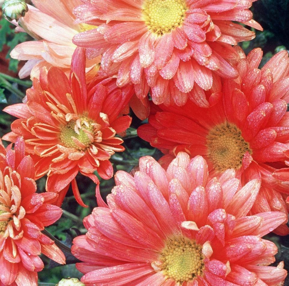 Chrysanthemen, auch Winterastern genannt, sind ideal fürs Freiland. Sie setzen bis weit in den Herbst farbliche Akzente im Beet.