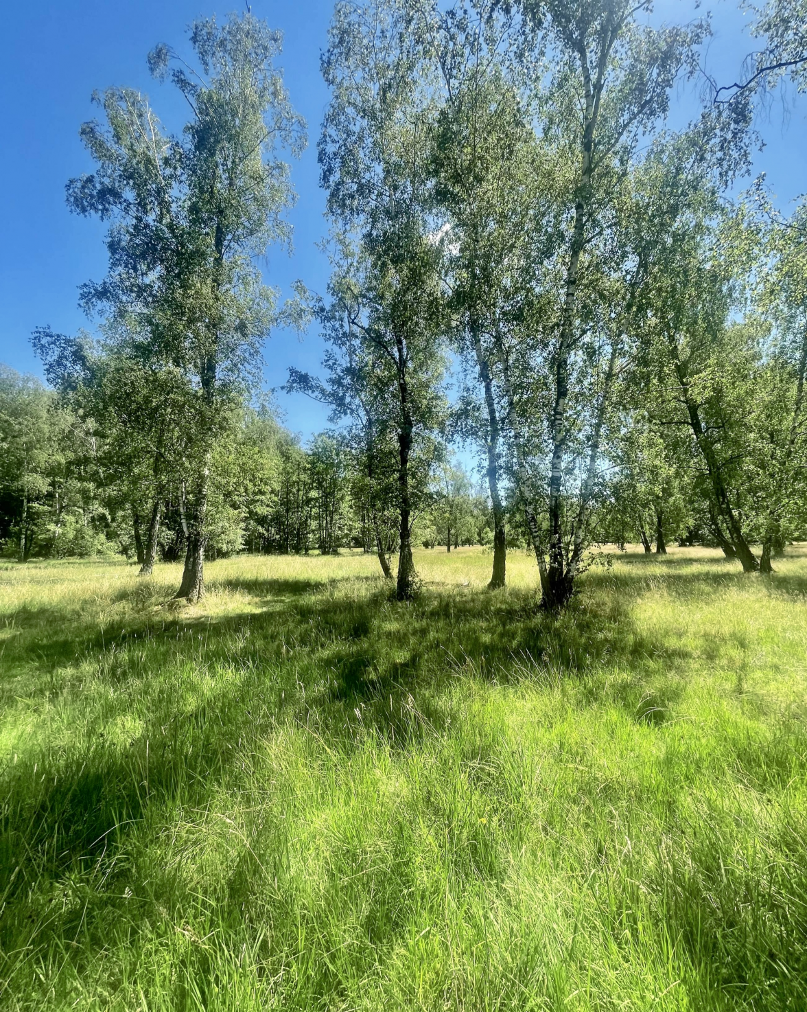 Von Sonnenlicht durchflutet: Viehweide bei Michelbach.