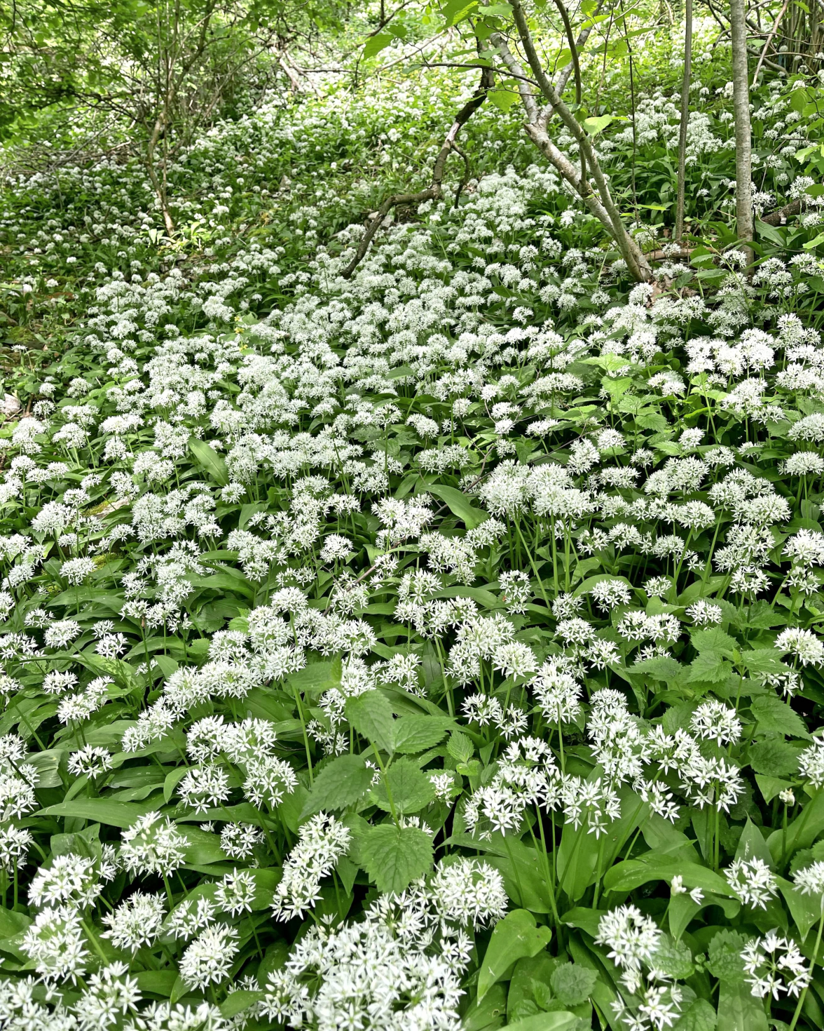 Frühlingsboten: Bärlauchblüten im Kupfertal.